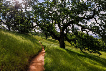 Corral Trail, Henry Coe State Park