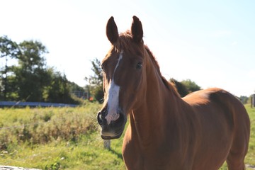 Obraz premium brown horse on green field, 