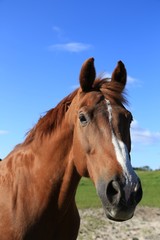 brown horse on green field, 