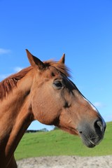 Obraz premium brązowy koń na zielonym polu,