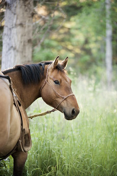 Horse standing in long grass in a forest.