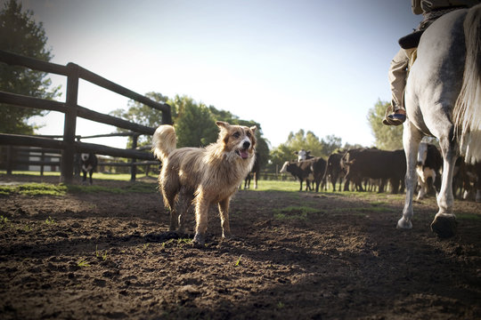 Side view of a pet dog near a horse.
