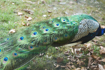 Closeup of captive blue peacock