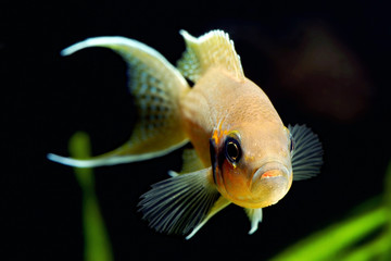 Princess of Burundi in aquarum