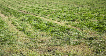 Heuwiese, Heuernte in Schleswig-Holstein