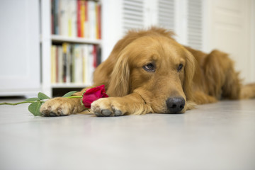 Golden Retriever and roses