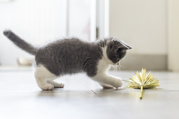 The British Shorthair kitten
