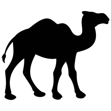 Camel Walking