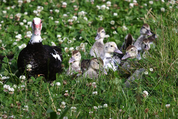 --Oiseau de  basse cour