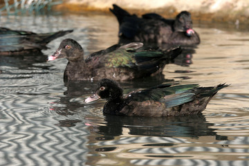 --Oiseaux de basse cour