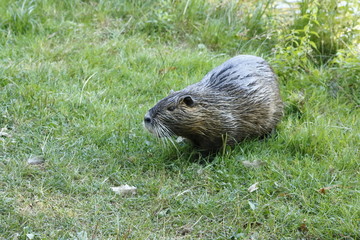 Nutria auf der Wiese