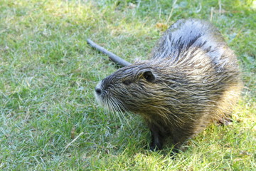 Nutria auf der Wiese