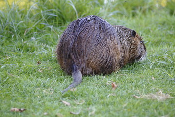 Nutria auf der Wiese