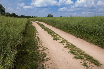 Fototapeta na wymiar Dirt road between trees on a farm leading away from viewer.