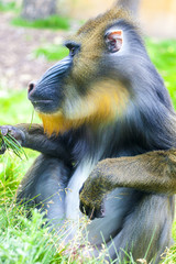 Adult male mandrill