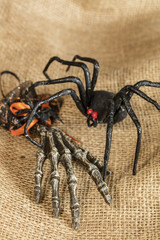 Skeleton Hand and Spider