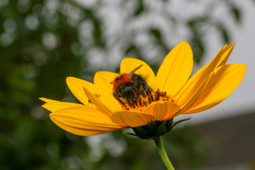 Bumblebee pollinating Rudbeckia bright yellow flower