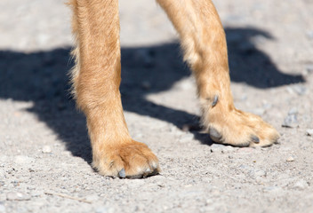 Dog paws on the ground