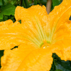 Courgette Yellow Flower Marrow Zucchini