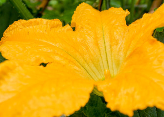 Courgette Yellow Flower Marrow Zucchini