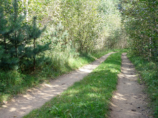 Forest road
