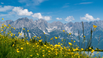 Bergwiese mit dem Kaisergebierge im Hintergrund