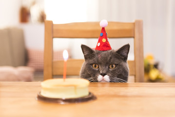 The cat sitting at the table