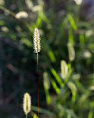 ears of corn on the green grass