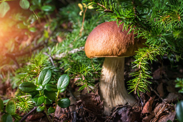 Кому грибочек? Who needs Mushroom?