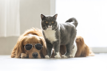 Golden Retriever and gray cat