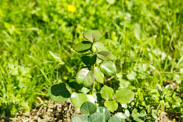 young tight buds of roses in foliage