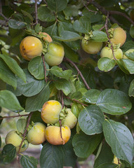 Plant of persimmon
