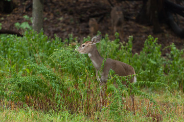 Whitetail Deer