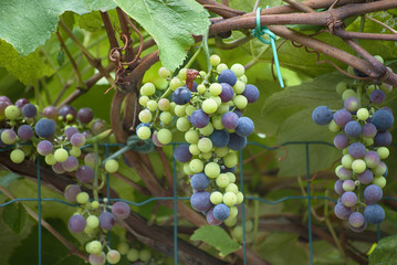 Multicolor grapes