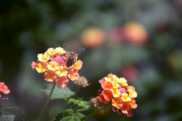 A bee sucking pollen/Beautiful close up image of a bee sucking a pollen on an amazing colorful flower
