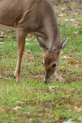 Whitetail Deer Doe