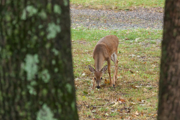Young Whitetail Deer