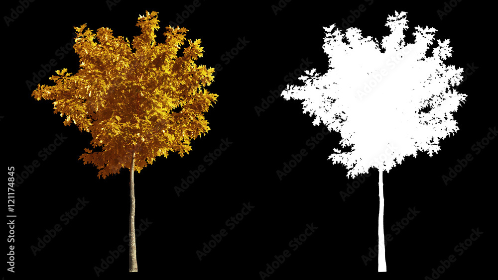 Sticker Blowing on the wind beautiful full size real autumn yellow trees isolated on alpha channel with black and white luminance matte, perfect for digital composition - Stickers