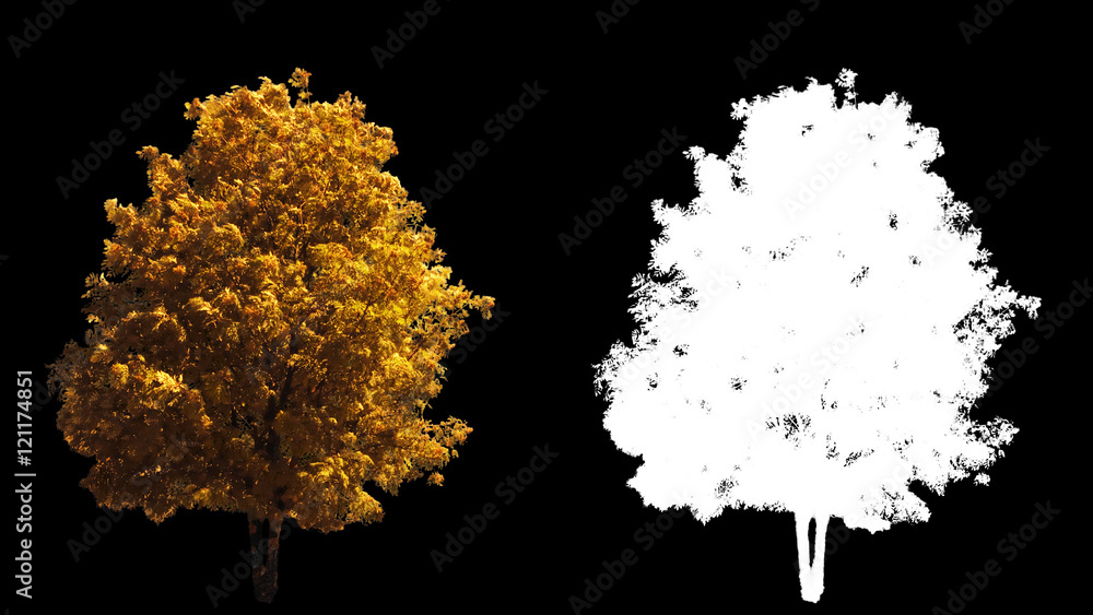 Wall mural Blowing on the wind beautiful full size real autumn yellow trees isolated on alpha channel with black and white luminance matte, perfect for digital composition