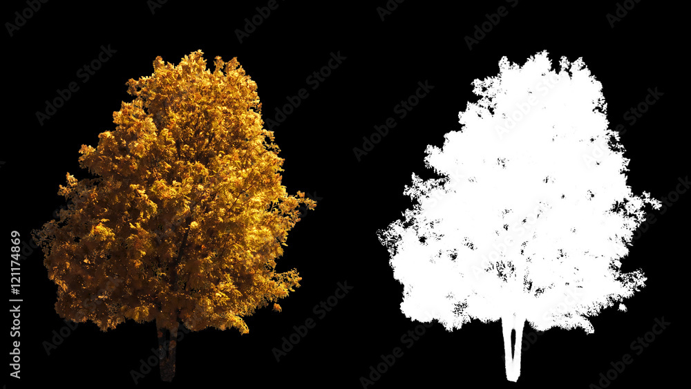 Wall mural Blowing on the wind beautiful full size real autumn yellow trees isolated on alpha channel with black and white luminance matte, perfect for digital composition - Wall murals