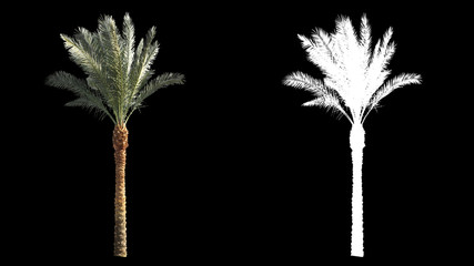 Soufflant sur le vent, de beaux palmiers tropicaux verts de pleine taille, isolés sur un canal alpha avec un cache de luminance noir et blanc, parfaits pour le film, la composition numérique.