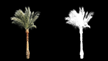 Blowing on the wind beautiful green full size real tropical palm trees isolated on alpha channel with black and white luminance matte, perfect for film, digital composition.