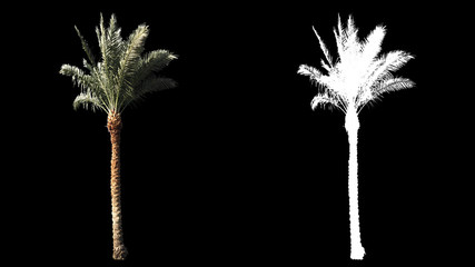 Soufflant sur le vent, de vrais palmiers tropicaux verts de pleine taille isolés sur un canal alpha avec un cache de luminance noir et blanc, parfaits pour le film, la composition numérique.
