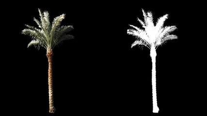 Waait op de wind prachtige groene echte tropische palmbomen op ware grootte geïsoleerd op alfakanaal met zwart-wit luminantie mat, perfect voor film, digitale compositie.