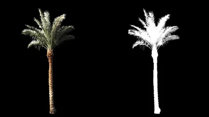 Rolgordijnen Palmboom Waait op de wind prachtige groene echte tropische palmbomen op ware grootte geïsoleerd op alfakanaal met zwart-wit luminantie mat, perfect voor film, digitale compositie.