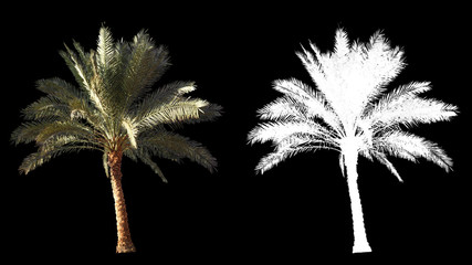Im Wind wehen schöne grüne echte tropische Palmen in voller Größe, isoliert auf Alphakanal mit schwarz-weißer Luminanzmatte, perfekt für Film, digitale Komposition.