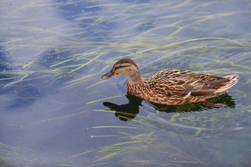 Birds in the wild. A lone mallard floats in  lake in autumn in search of food. Close-up.