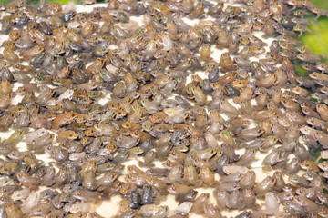 Little bullfrog in nursery pond