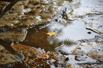 Autumn leaf in puddle/Beautiful golden autumn leaf in puddle