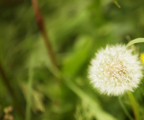 dandelion flowers with leaves in green grass